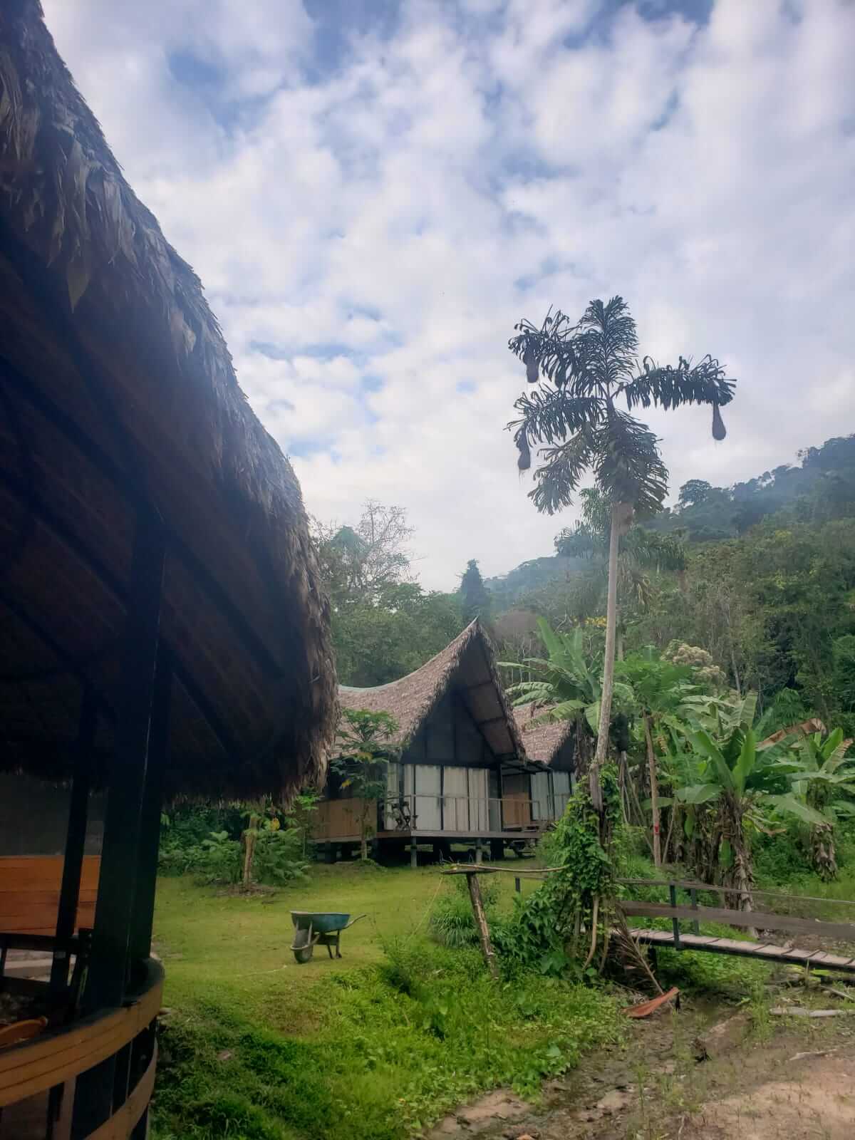 Green Amazon jungle landscape