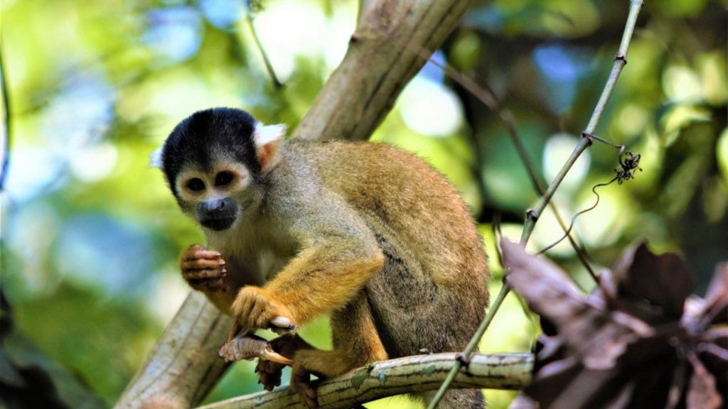 4-Day Wildlife Quest Nuevo Eden
