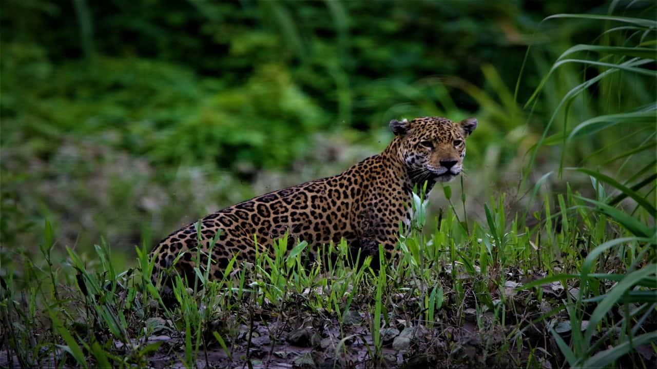 Manu National Park wildlife - Jaguar
