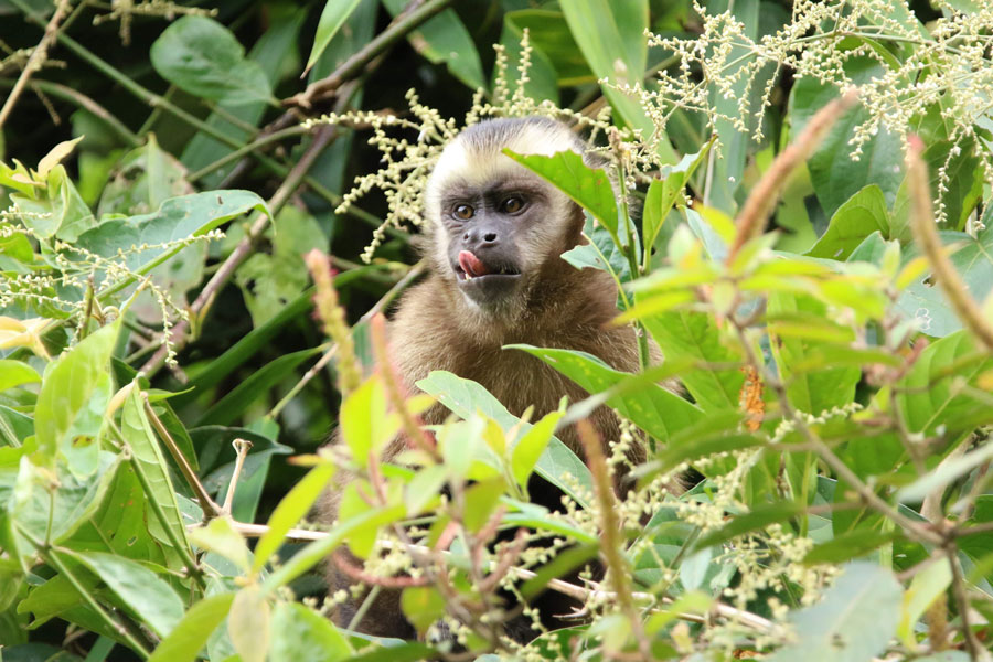 What you will See When Traveling to the Peruvian Amazon: Complete Guide 2026