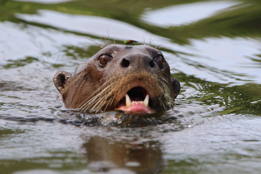 Manu National Park in 8 Days: Complete Travel Guide to the Peruvian Amazon